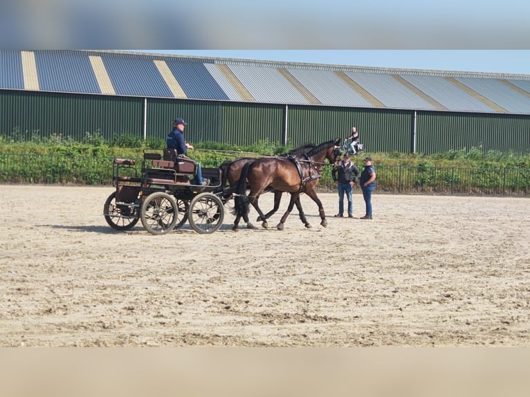 Oldenburgo Caballo castrado 9 años 172 cm Castaño in Osnabr&#xFC;ck