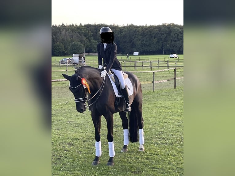 Oldenburgo Caballo castrado 9 años 172 cm Negro in Bamberg