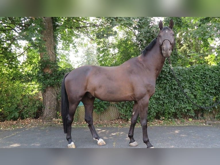 Oldenburgo Caballo castrado 9 años 172 cm Negro in Frankfurt am Main