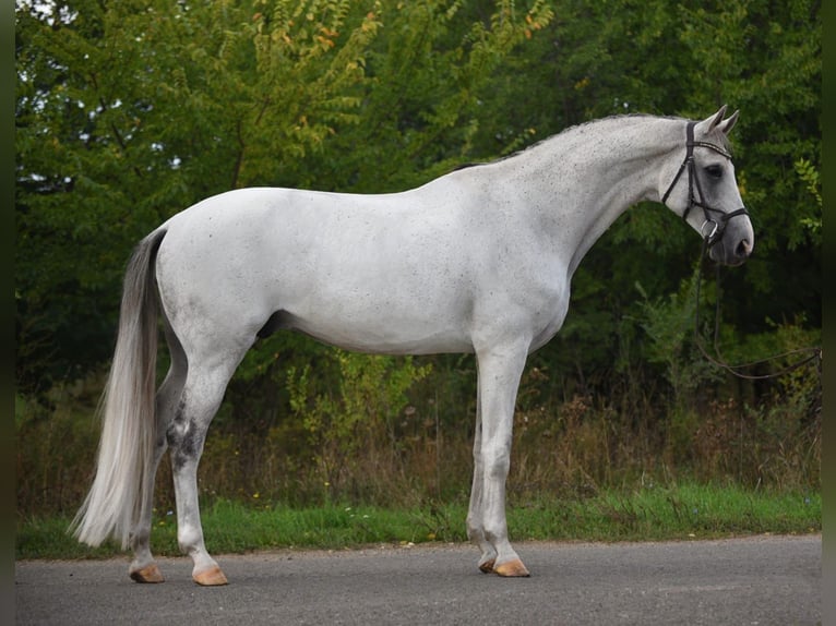 Oldenburgo Caballo castrado 9 años 172 cm Tordo in Bekesszentandras