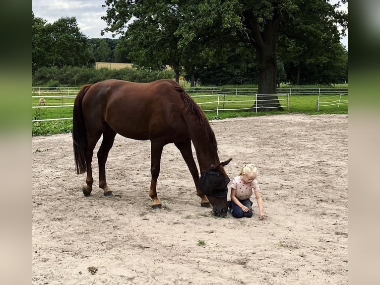 Oldenburgo Caballo castrado 9 años 173 cm  in Steinfeld (Oldenburg)