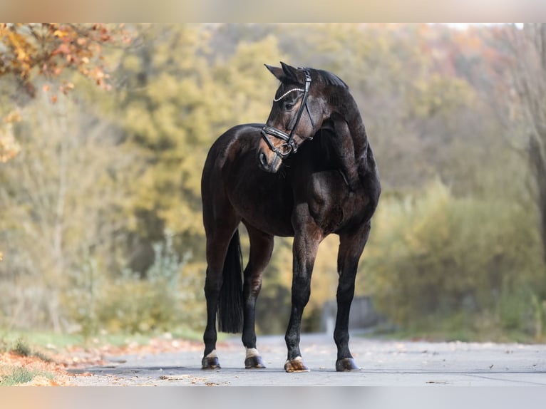 Oldenburgo Caballo castrado 9 años 173 cm Castaño oscuro in Windhagen