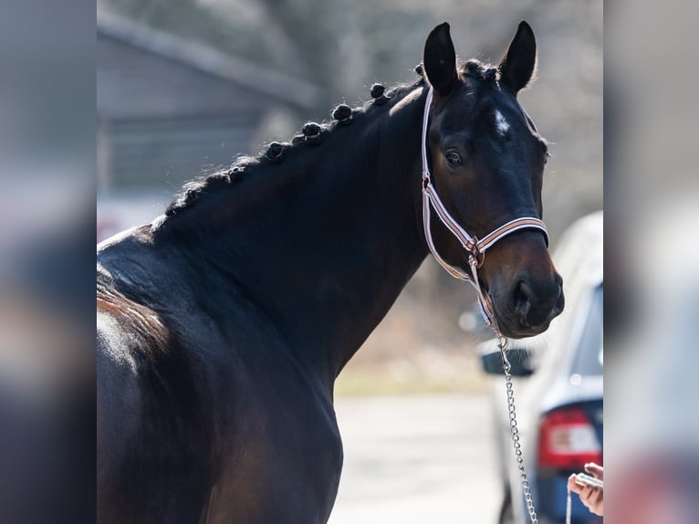 Oldenburgo Caballo castrado 9 años 173 cm Castaño oscuro in Ziemięcice