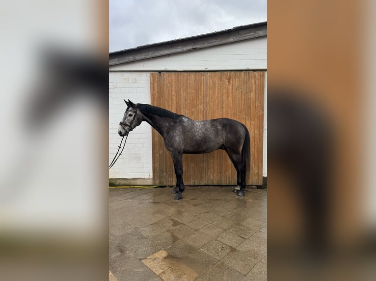 Oldenburgo Caballo castrado 9 años 173 cm Tordo in Bleckede