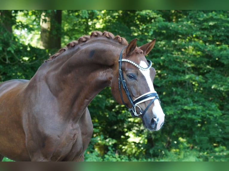 Oldenburgo Caballo castrado 9 años 174 cm in Gleichen