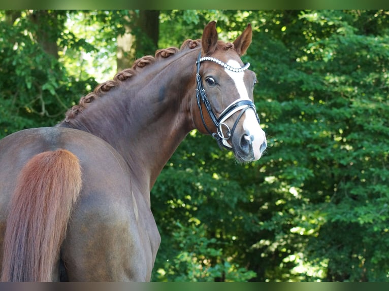 Oldenburgo Caballo castrado 9 años 174 cm in Gleichen