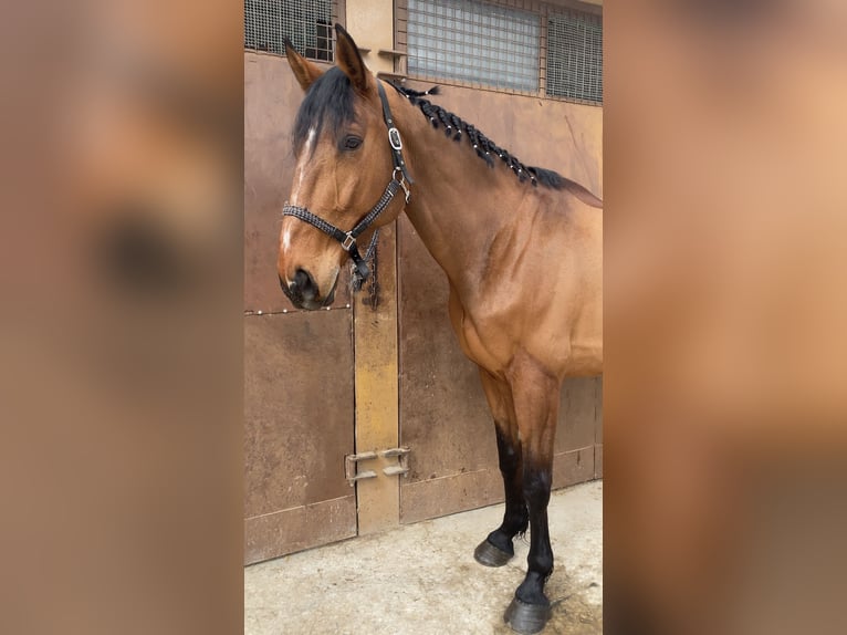 Oldenburgo Caballo castrado 9 años 174 cm Castaño in Lizarra