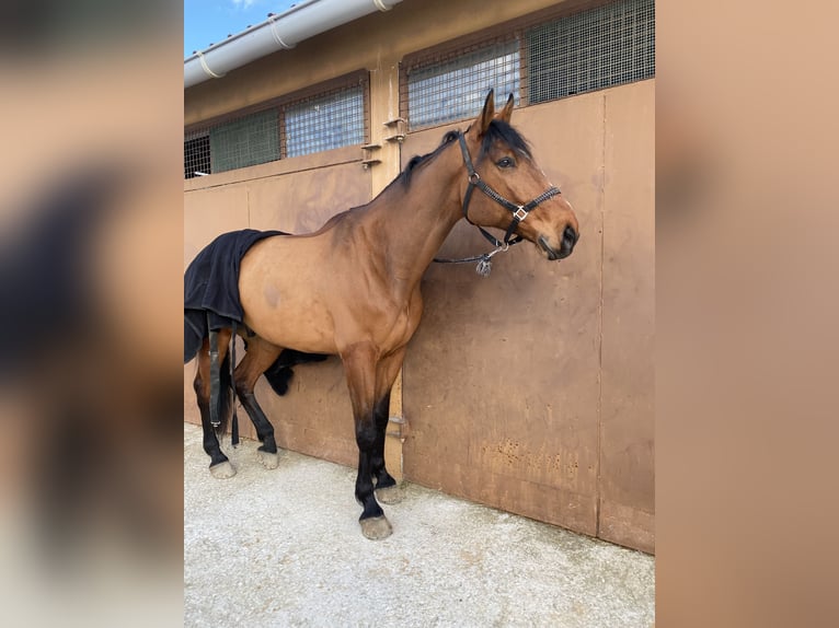 Oldenburgo Caballo castrado 9 años 174 cm Castaño in Lizarra