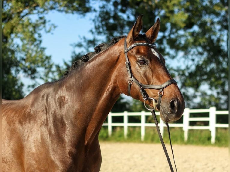 Oldenburgo Caballo castrado 9 años 174 cm Castaño oscuro in Wrocław