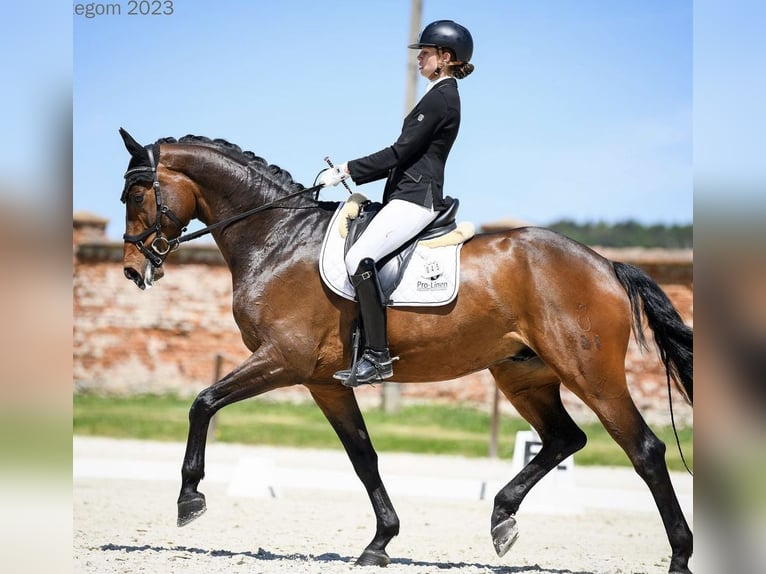 Oldenburgo Caballo castrado 9 años 174 cm Castaño oscuro in Wrocław