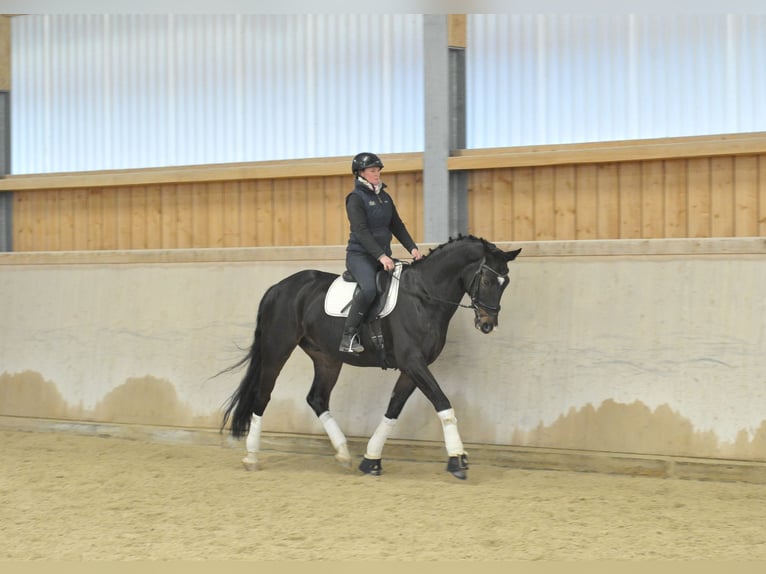 Oldenburgo Caballo castrado 9 años 174 cm Castaño oscuro in Wellheim