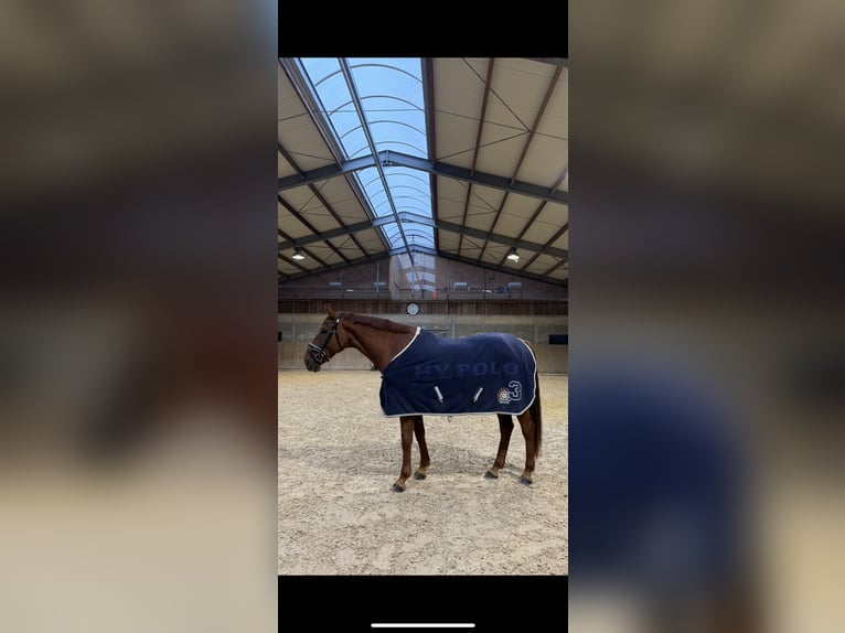 Oldenburgo Mestizo Caballo castrado 9 años 175 cm Alazán-tostado in Junglinster