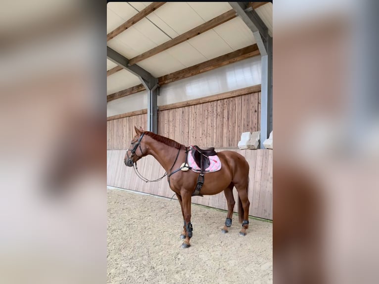 Oldenburgo Mestizo Caballo castrado 9 años 175 cm Alazán-tostado in Junglinster
