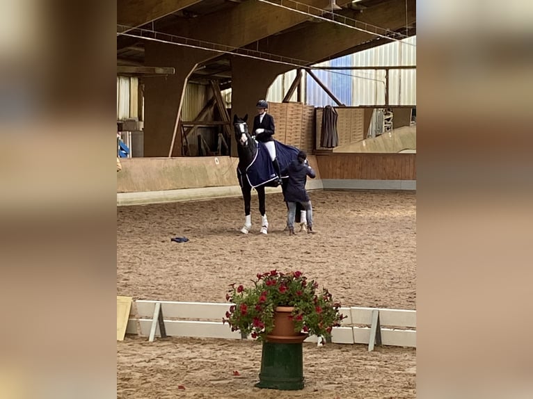 Oldenburgo Caballo castrado 9 años 175 cm Negro in Ahrensburg