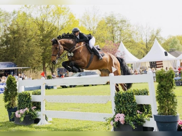 Oldenburgo Caballo castrado 9 años 176 cm Castaño in Zeven