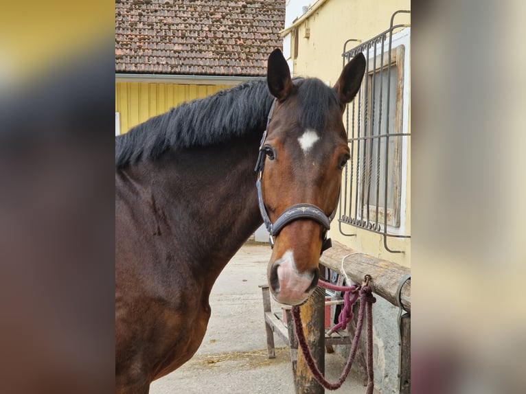 Oldenburgo Caballo castrado 9 años 178 cm Castaño in Kirchberg Thening