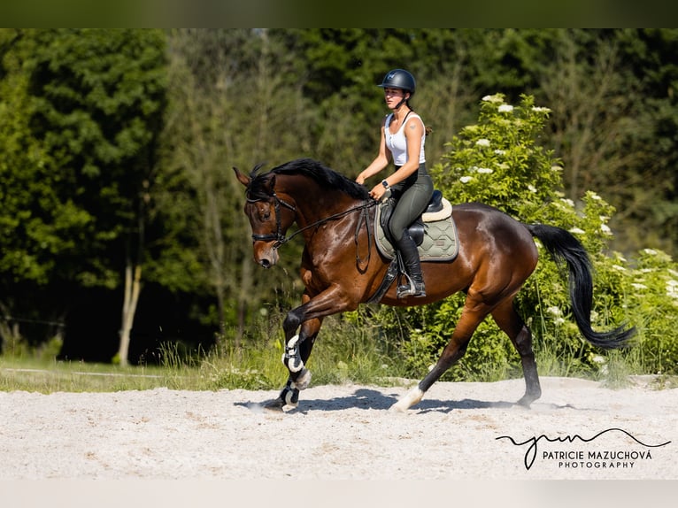 Oldenburgo Caballo castrado 9 años 178 cm Castaño in Hlohova