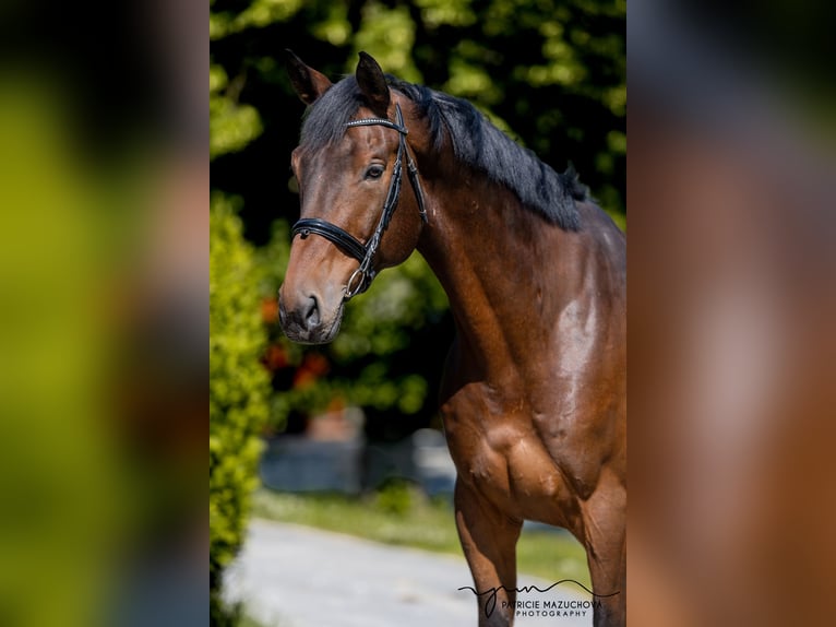 Oldenburgo Caballo castrado 9 años 178 cm Castaño in Hlohova