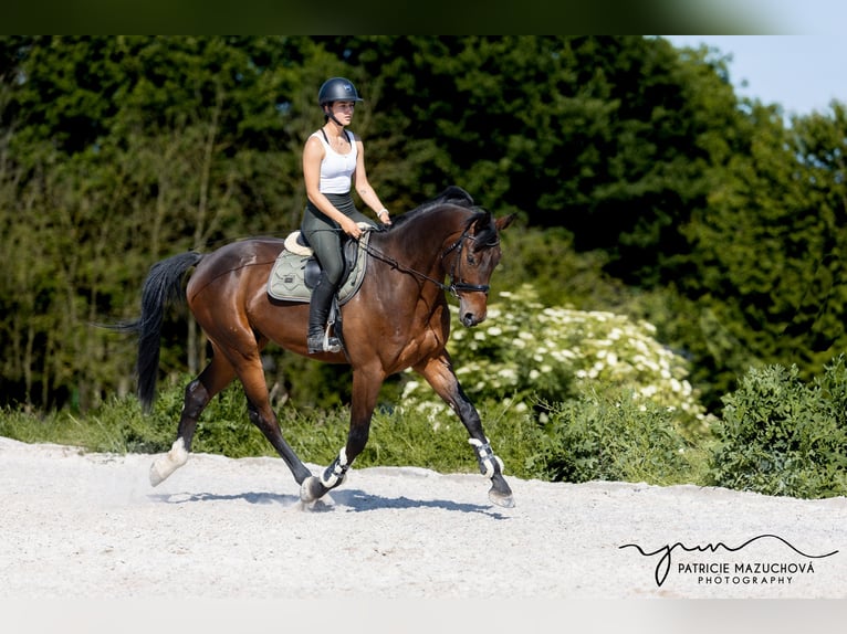 Oldenburgo Caballo castrado 9 años 178 cm Castaño in Hlohova