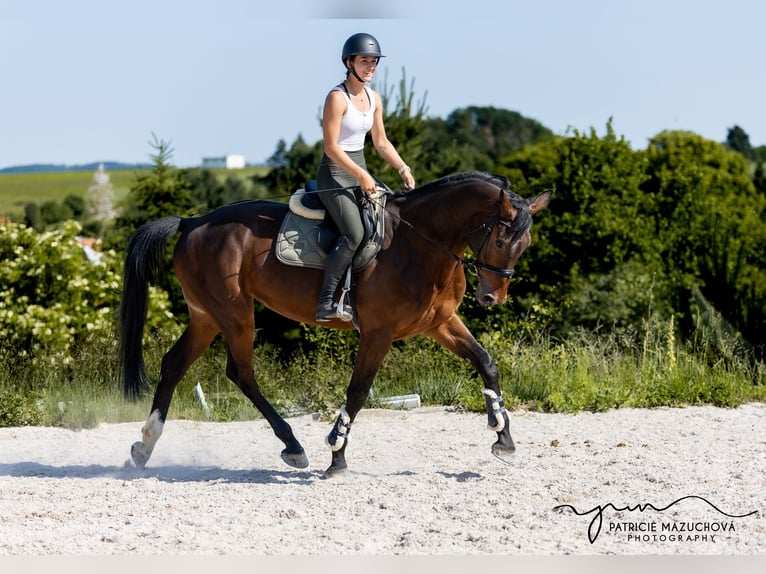 Oldenburgo Caballo castrado 9 años 178 cm Castaño in Hlohova