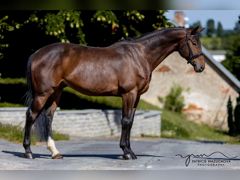 Oldenburgo Caballo castrado 9 años 178 cm Castaño in Hlohova