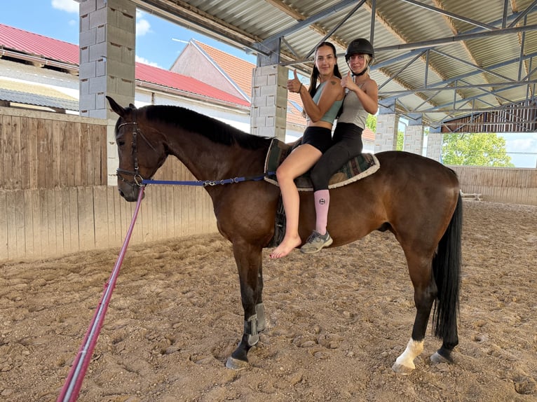 Oldenburgo Caballo castrado 9 años 178 cm Castaño in Hlohova