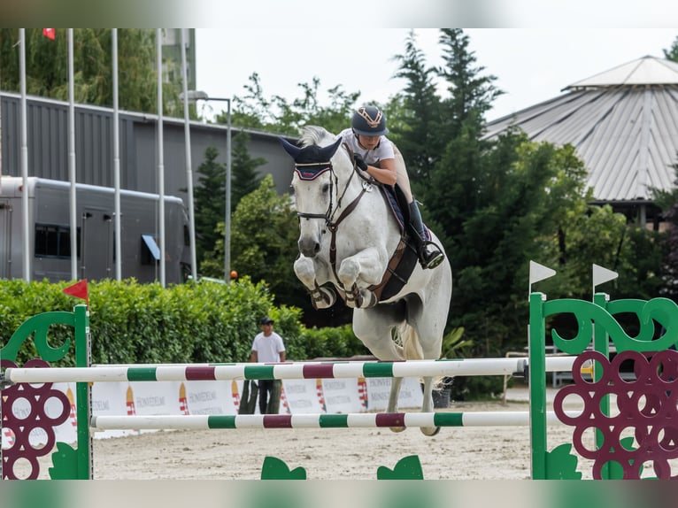 Oldenburgo Caballo castrado 9 años 179 cm Tordo in Pilisvörösvár