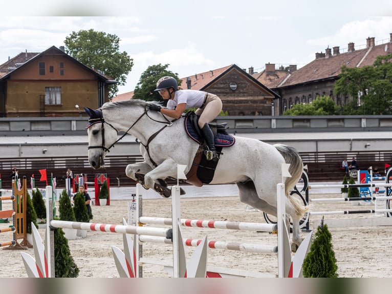 Oldenburgo Caballo castrado 9 años 179 cm Tordo in Pilisvörösvár
