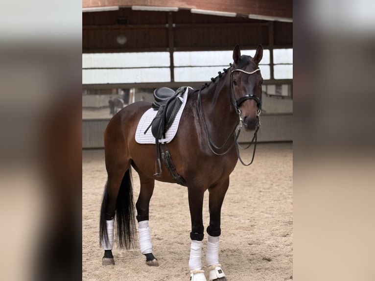 Oldenburgo Caballo castrado 9 años 181 cm in Salach