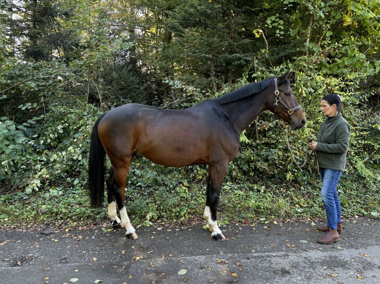 Oldenburgo Caballo castrado 9 años in Murg