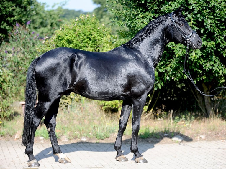Oldenburgo Semental 12 años 171 cm Negro in Isernhagen