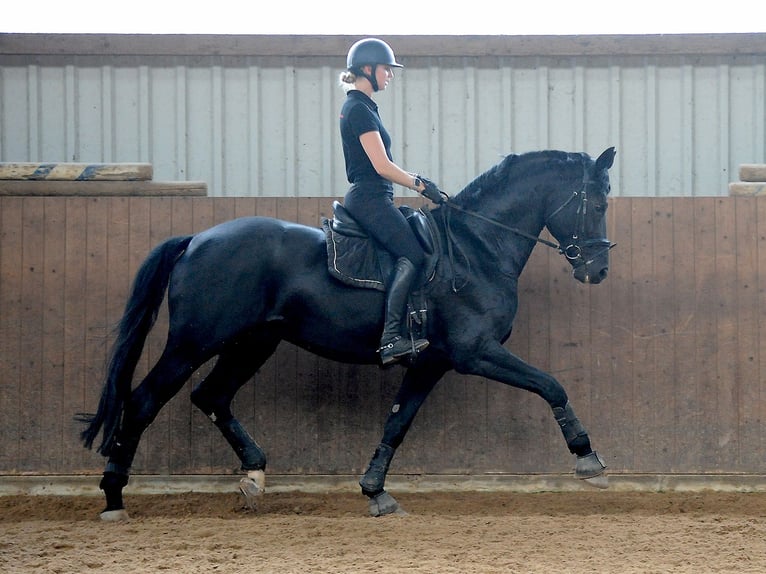 Oldenburgo Semental 12 años 171 cm Negro in Isernhagen