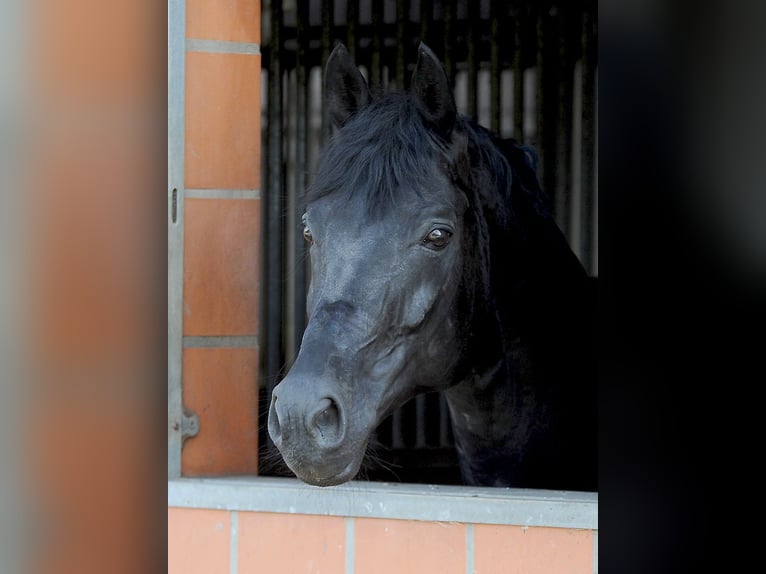 Oldenburgo Semental 13 años 171 cm Negro in Isernhagen