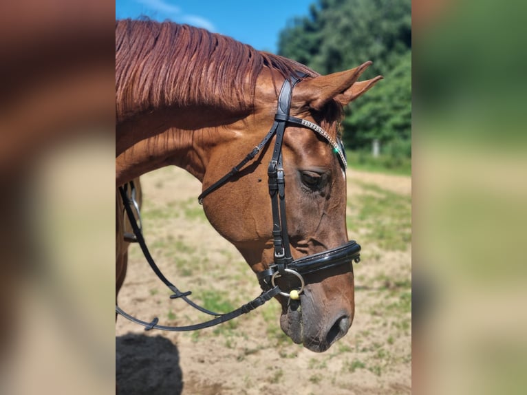 Oldenburgo Mestizo Semental 15 años 169 cm Alazán in Nortorf