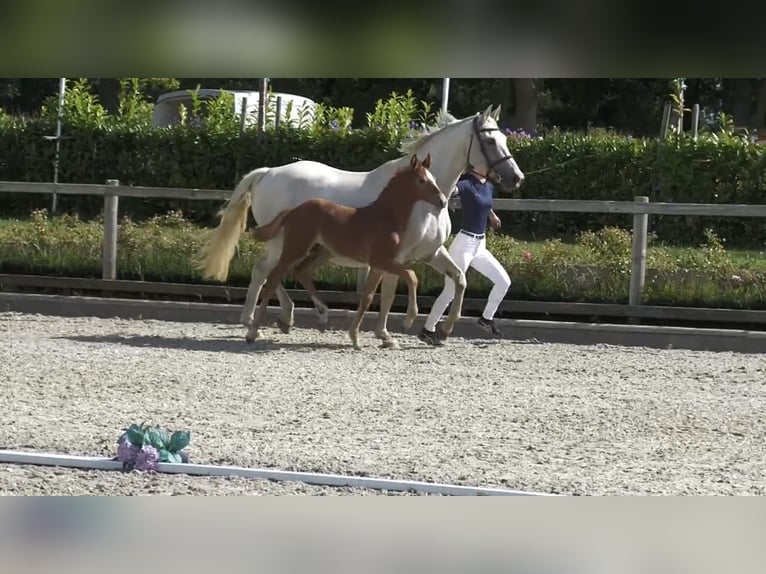 Oldenburgo Semental 1 año 165 cm Tordo in Brokstedt