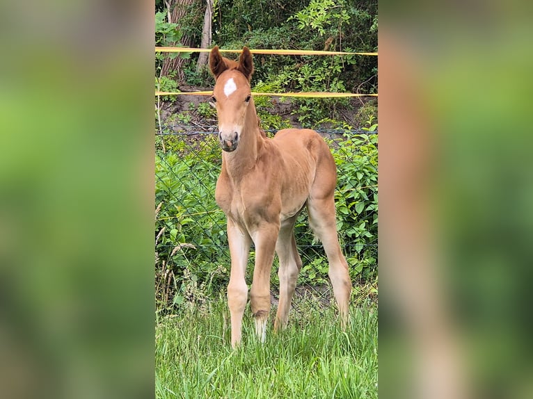 Oldenburgo Semental 1 año 168 cm Alazán in Drentwede