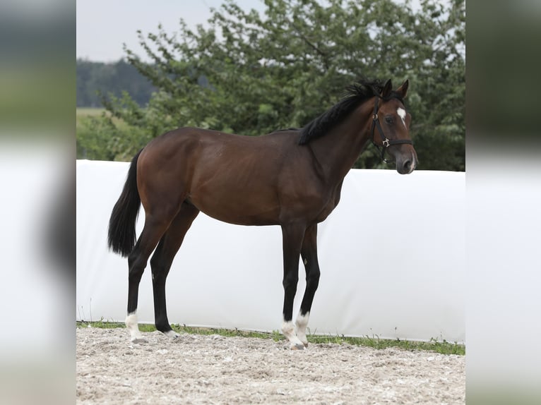 Oldenburgo Semental 1 año 168 cm Castaño oscuro in Belgern