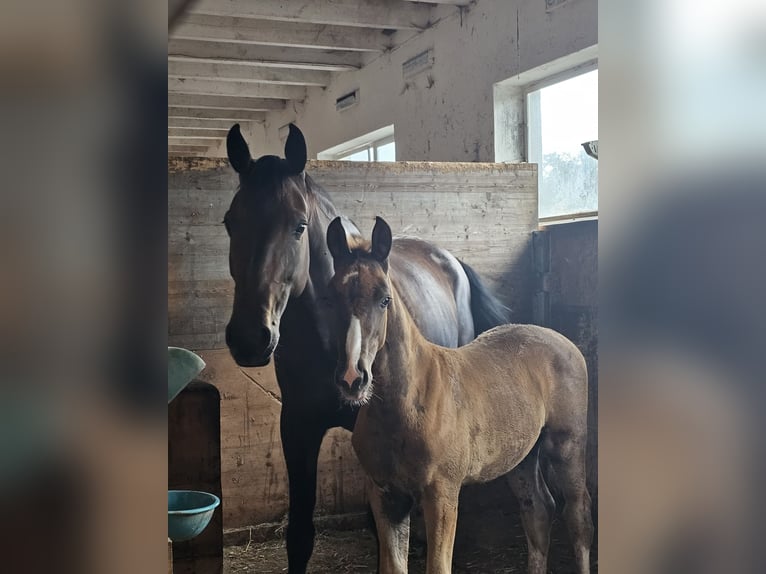 Oldenburgo Semental 1 año 170 cm Alazán-tostado in Isny im Allgäu