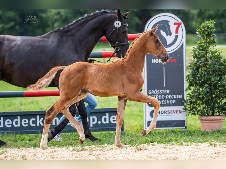 Oldenburgo Semental 1 año 170 cm Alazán-tostado in Schwabm&#xFC;nchen