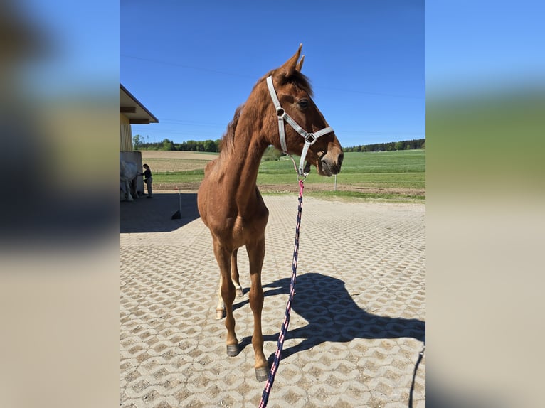 Oldenburgo Semental 1 año 170 cm Alazán-tostado in Schwabm&#xFC;nchen