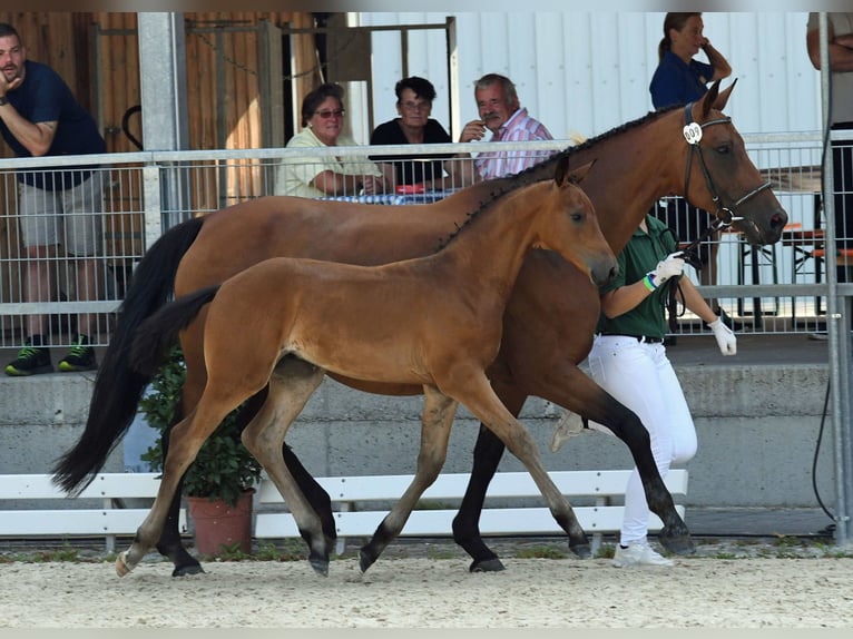 Oldenburgo Semental 1 año 170 cm Castaño in Königsmoos