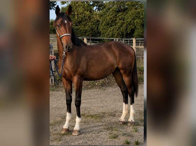 Oldenburgo Semental 1 año 170 cm Castaño oscuro in Champsac