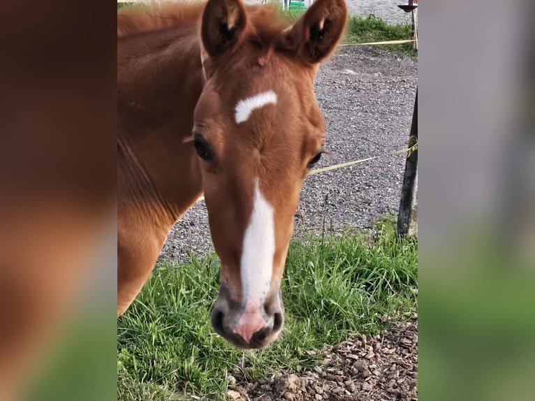 Oldenburgo Semental 1 año 173 cm Alazán-tostado in Isny im Allgäu