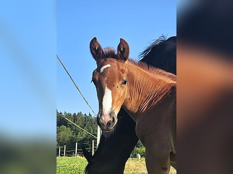 Oldenburgo Semental 1 año 173 cm Alazán-tostado in Isny im Allgäu
