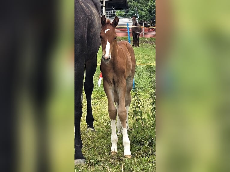 Oldenburgo Semental 1 año 173 cm Alazán-tostado in Isny im Allgäu