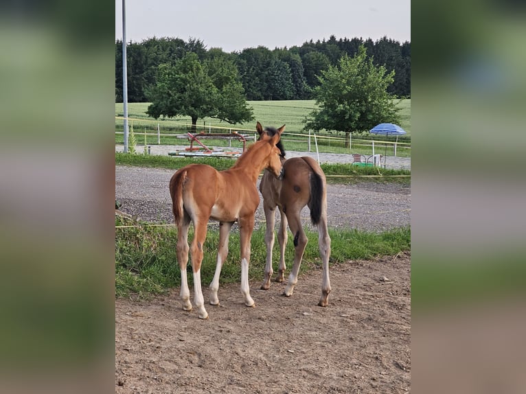 Oldenburgo Semental 1 año 173 cm Alazán-tostado in Isny im Allgäu