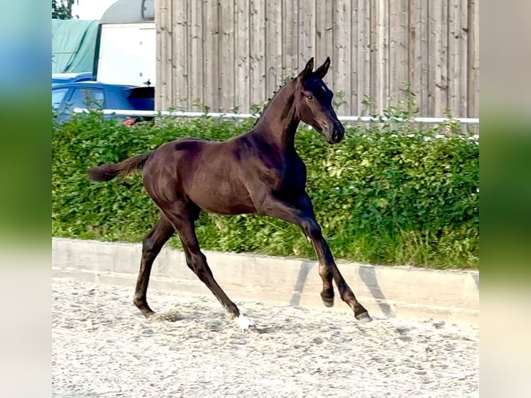 Oldenburgo Semental 1 año 175 cm Negro in Löwenberger Land
