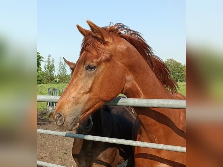 Oldenburgo Semental 1 año Alazán-tostado in Oeversee