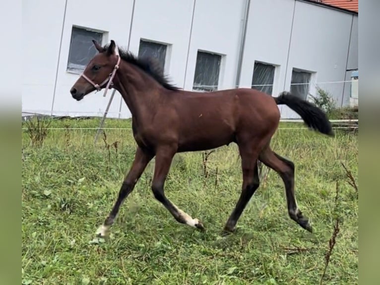 Oldenburgo Semental 1 año Castaño in Überlingen