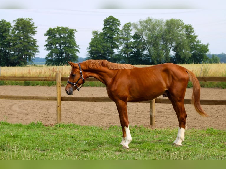 Oldenburgo Semental 2 años 162 cm Alazán in Weiterstadt